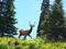 Free Spike Elk Stock Images - 6569554