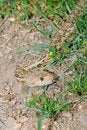 Free California  Gopher Snake Stock Photo - 6570790