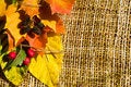 Free Autumn Border Horizontal Stock Photography - 6576112