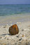 Free Coconut On A Deserted Beach Stock Photography - 6571782