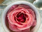 Free Rose Tea Stock Photos - 6574933