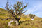 Free Two Trees Growing On Rocks Royalty Free Stock Photo - 6578485
