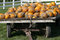 Free Wagon Full Of Pumpkins Royalty Free Stock Images - 6579069