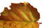 Free Golden Leaf Royalty Free Stock Images - 6579819