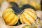 Free Wagon Full Of Gourds Royalty Free Stock Photo - 6579825