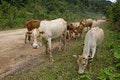 Free Main Street In Laos Royalty Free Stock Photo - 6585475