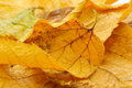 Free Autumn Background Royalty Free Stock Photo - 6589745
