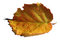 Free Golden Leaf Stock Image - 6580441