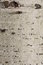 Free Birch Background Stock Images - 6581124