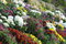 Free Flower Land Stock Photography - 6587512
