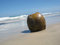 Free Coconut At The Beach Stock Photography - 6588612