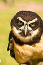 Free Great Horned Owl Royalty Free Stock Image - 6593976