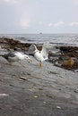 Free Sea Gulls Stock Image - 6597801