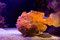 Free Frogfish Stock Photos - 6590083
