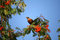 Free Robin On The Tree Royalty Free Stock Images - 6593859