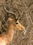 Free Head Of Impala Royalty Free Stock Photo - 6597965