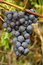 Free Blue Grapes Ready For Harvest Royalty Free Stock Images - 6599599