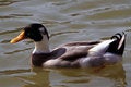 Free Duck In His Natural Surrounding Royalty Free Stock Photos - 660108