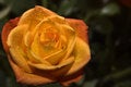 Free Orange Rose Stock Photo - 660910