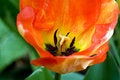 Free Tulip Interior Stock Photography - 661032