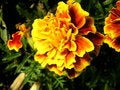 Free The Flower That Looks Like The Sun Stock Image - 664061