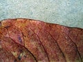 Free Autumn Leaf Detail Royalty Free Stock Photos - 664398