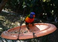 Free Parrot Feeding Stock Photos - 665363