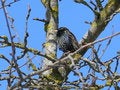 Free Starling Royalty Free Stock Images - 666299