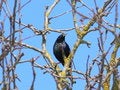 Free Starling Stock Image - 666441
