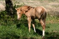 Free Colt In Green Grass Stock Photo - 667430