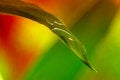Free Drop In Leaf Royalty Free Stock Images - 667499