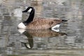 Free Duck Reflection Royalty Free Stock Photos - 667718