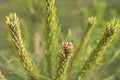 Free Pine Branch Royalty Free Stock Photos - 668318