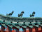 Free Animal Sculptures On The Roof Stock Photography - 661132