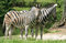Free Zebras Stock Photography - 661152