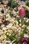 Free Pink Flower Stock Photography - 664462