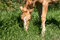 Free Grazing Colt Stock Photography - 666332