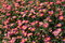 Free Springtime Is Here Royalty Free Stock Photo - 666895