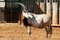 Free Antelope In Zoo Stock Image - 668281