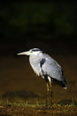 Free Grey Heron (Ardea Cinerea) Royalty Free Stock Image - 6600706