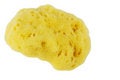 Free Natural Sponge Stock Photo - 6602830