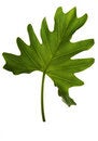 Free Green Leaf Isolated On White Royalty Free Stock Images - 6605679