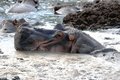 Free Hippo In Dirt Royalty Free Stock Image - 6607046