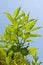 Free Limes Royalty Free Stock Photo - 6600005