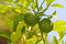 Free Two Limes Royalty Free Stock Image - 6600006