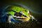 Free Frog Royalty Free Stock Photo - 6600575