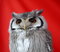 Free Owl Stock Photo - 6601850
