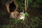 Free Caracal (Caracal Caracal) Stock Image - 6602201