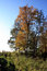 Free Autumn Trees Stock Photo - 6603300