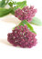 Free Pink Wildflowers Royalty Free Stock Photos - 6604408